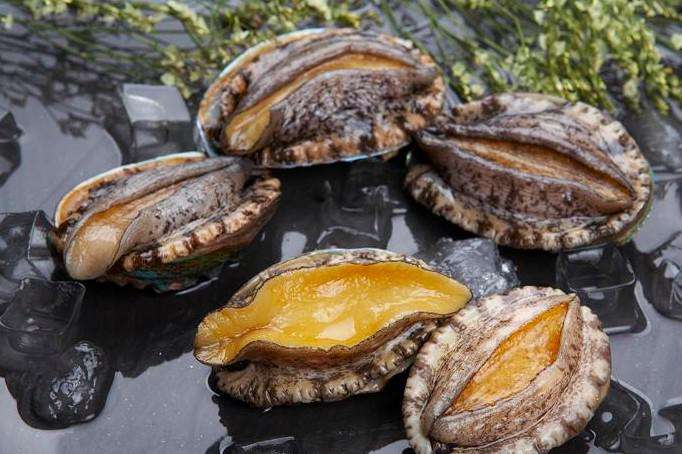 Home of marine delicacies: Professional abalone producer in Fujian, China